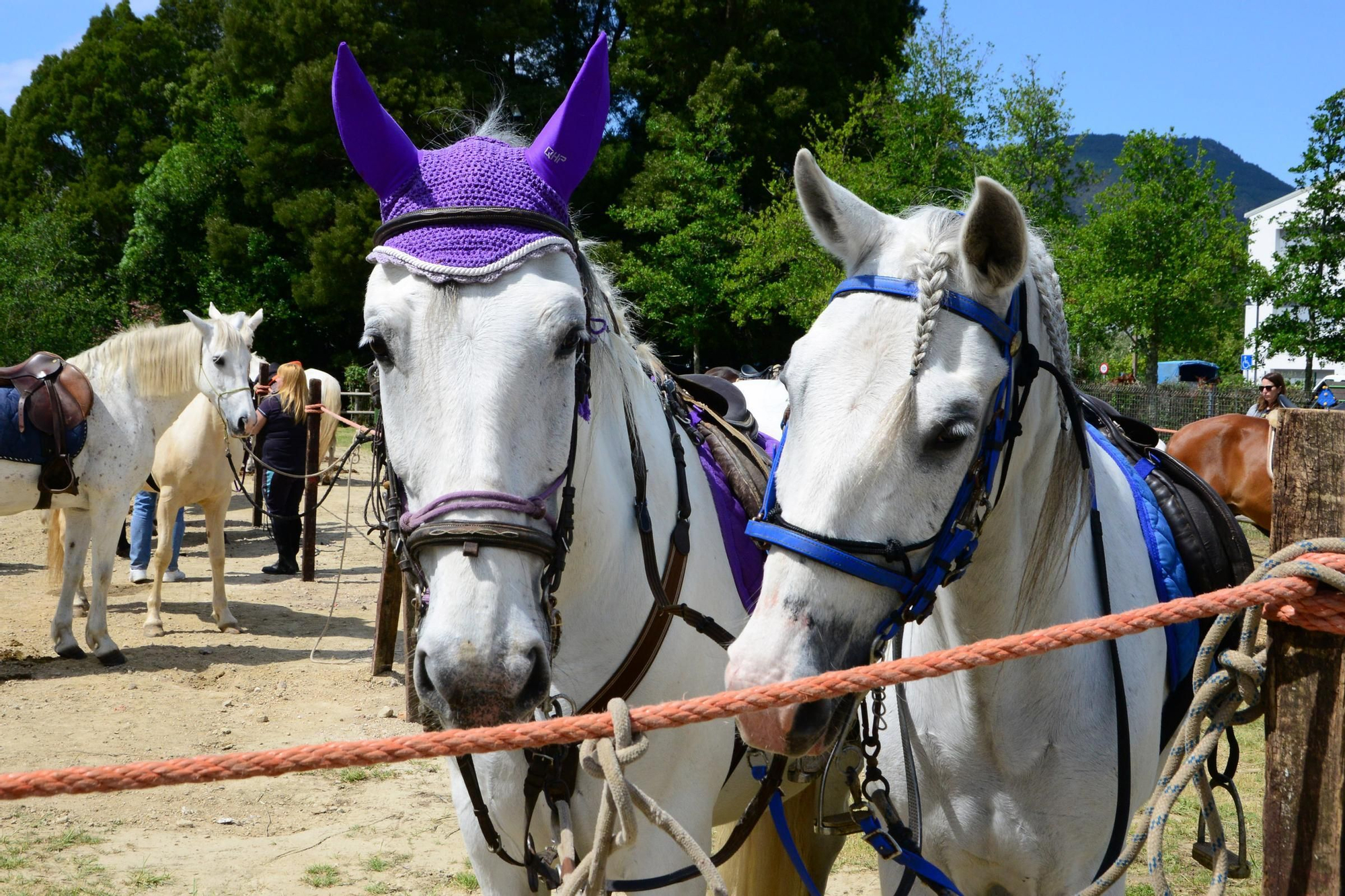 Más de 200 jinetes en la Xuntaza Cabalar de Moaña