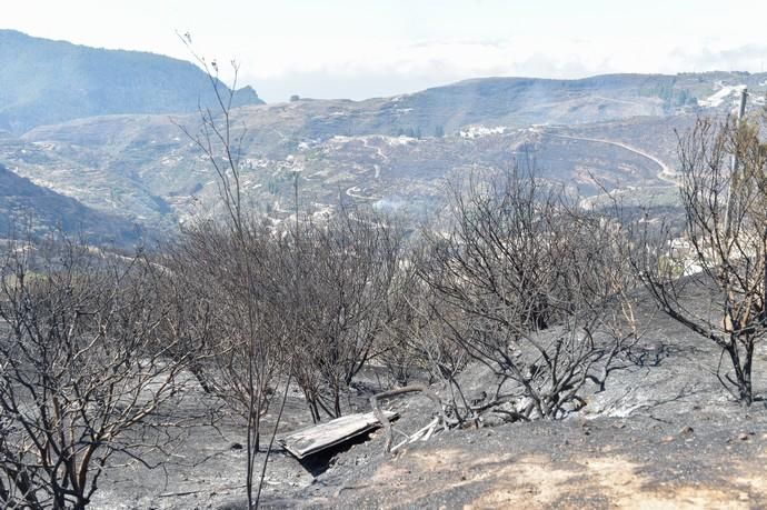 11-08-2019 Artenara. Segundo día del incendio en la cumbre  | 11/08/2019 | Fotógrafo: Andrés Cruz