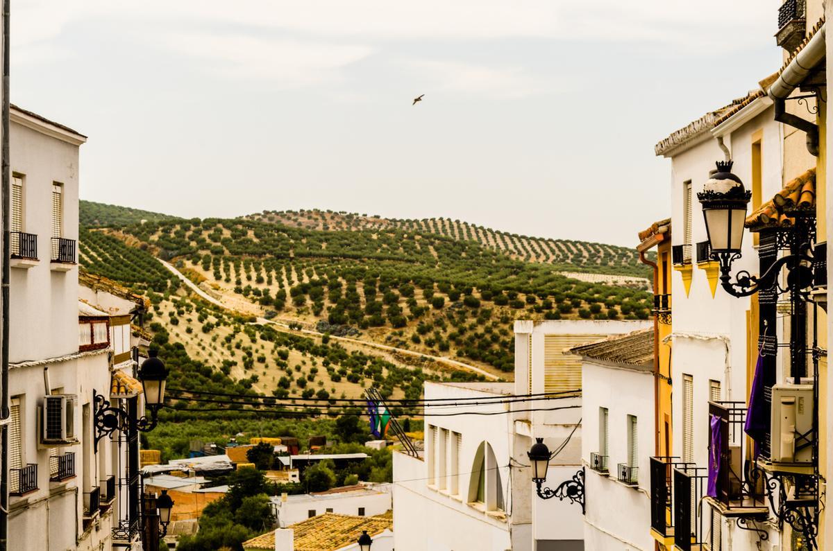 Campos de olivos sobre el horizonte de Baena