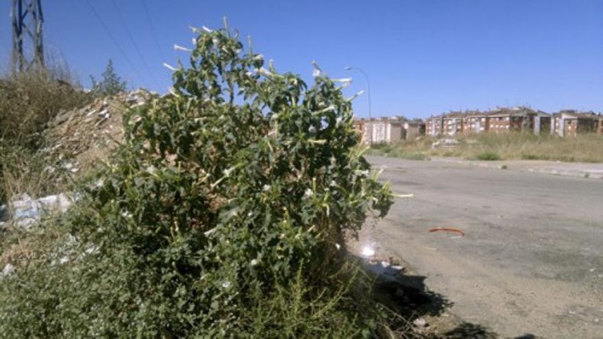 El estramonio prolifera junto al circuito de Fórmula 1 de Valencia