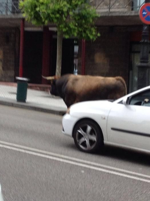 Un toro causa la alarma en el centro de Oviedo