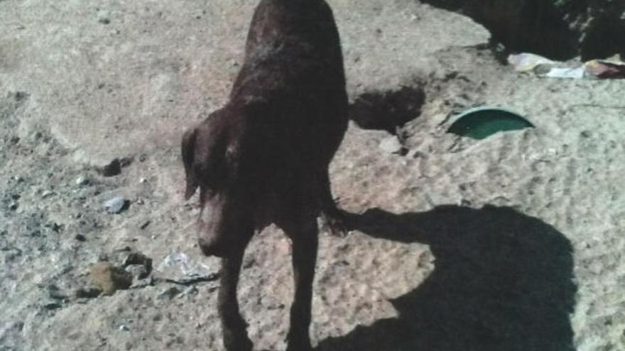 Juzgan por maltrato animal a un hombre que dejó morir de hambre a dos perros