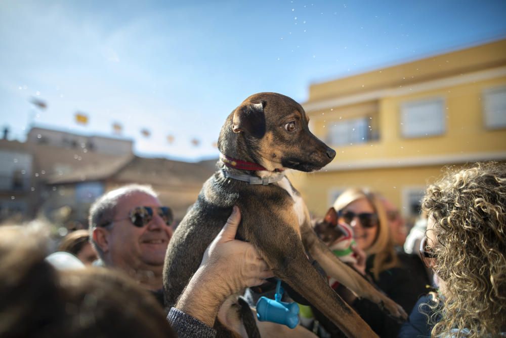 Cartagena celebra San Antón