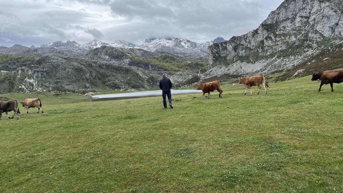 Toño García, con su ganado en la vega del lago Ercina