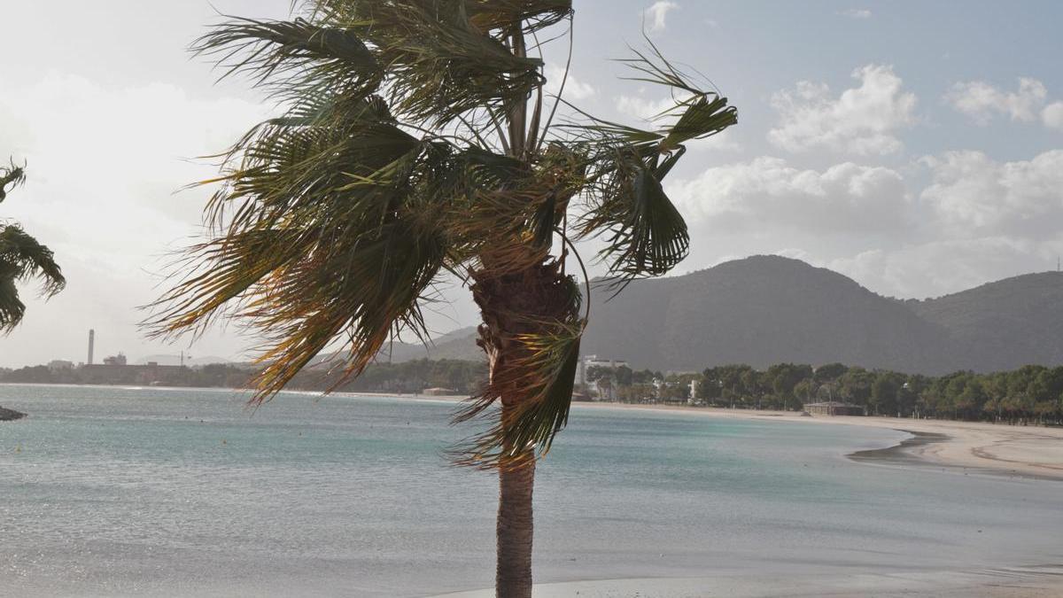 Es wird stürmisch. Von Bäumen sollte auf Mallorca Abstand gehalten werden.