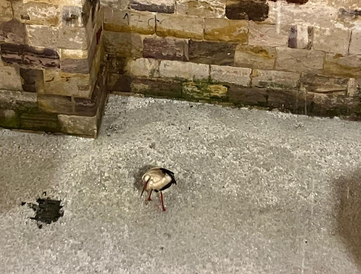 GALERÍA | Así fue en imágenes la tormenta de granizo en Zamora esta madrugada GALERÍA | Así fue en imágenes la tormenta de granizo en Zamora esta madrugada