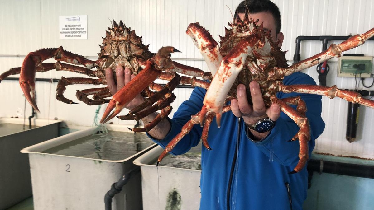 Centollos subastados en Ribeira.