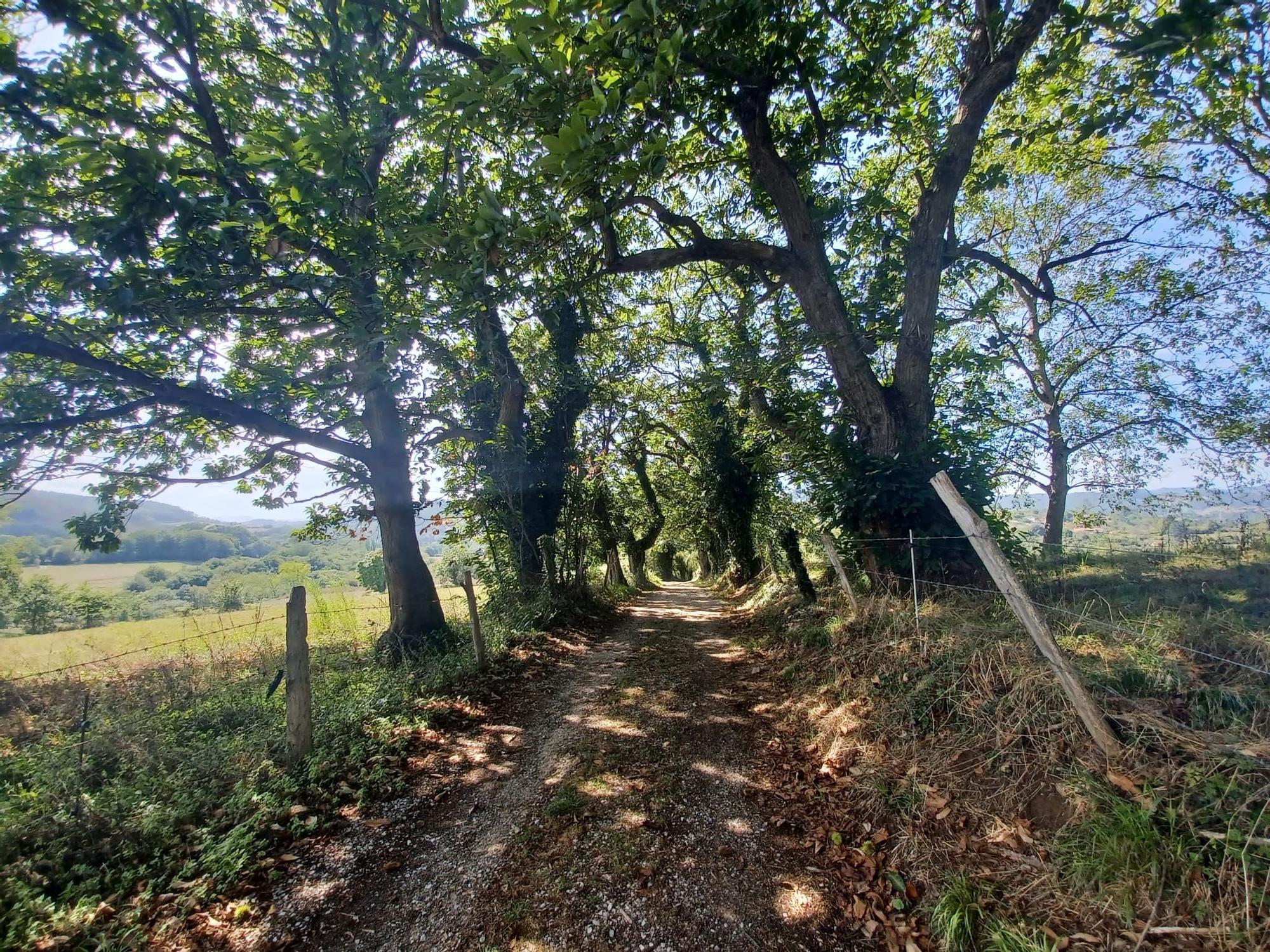 La ruta de Los Covarones, las mil y una estampas de cuento de la senda más visitada de Llanera