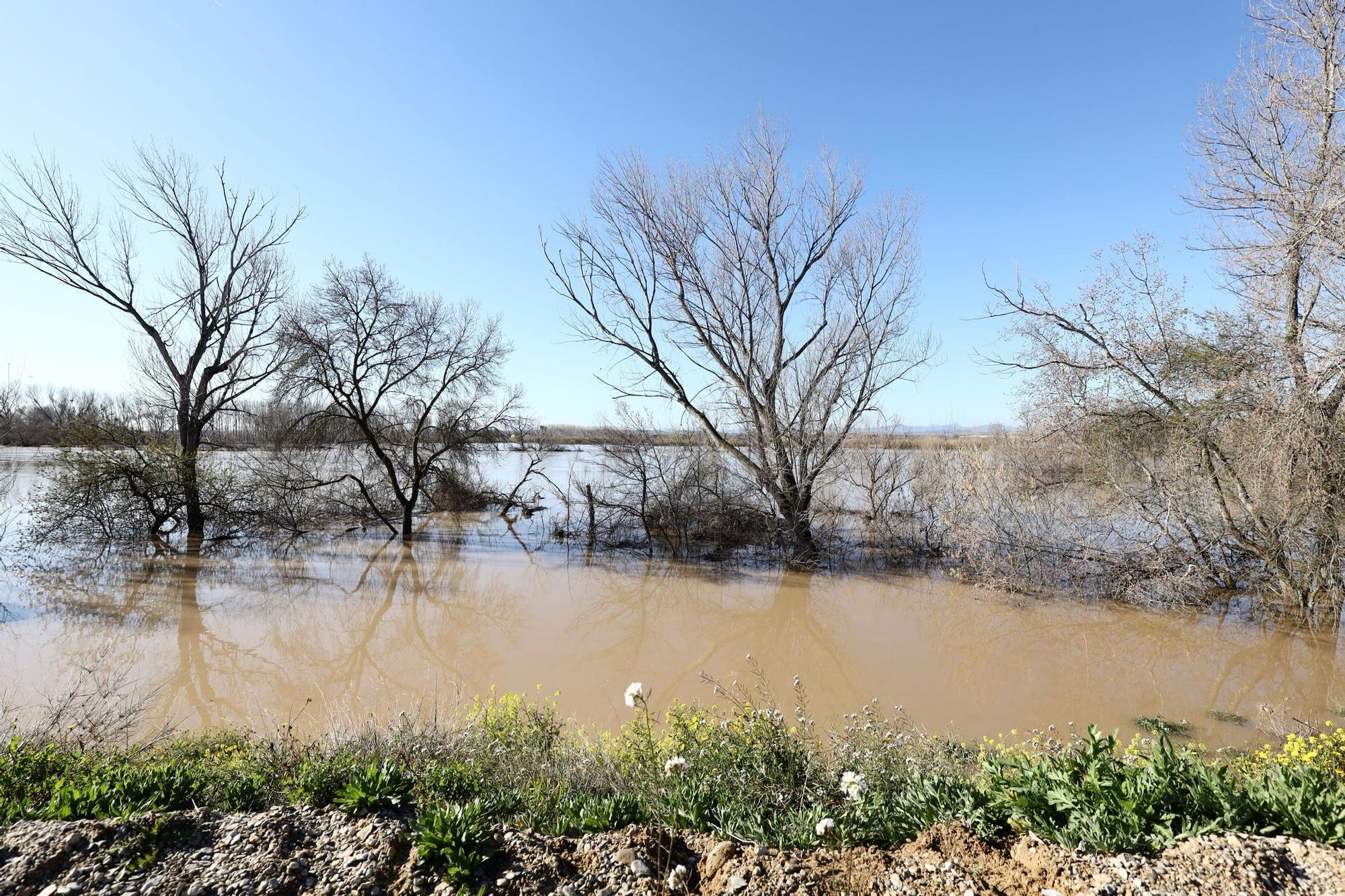 En imágenes | La crecida del Ebro pierde fuerza en la Ribera Alta