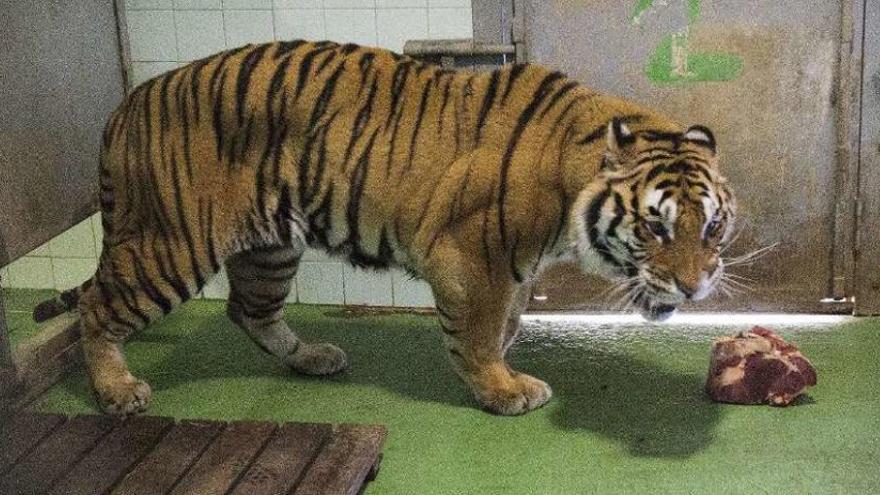 El tigre Martín, en las instalaciones interiores del zoo. // Ricardo Grobas