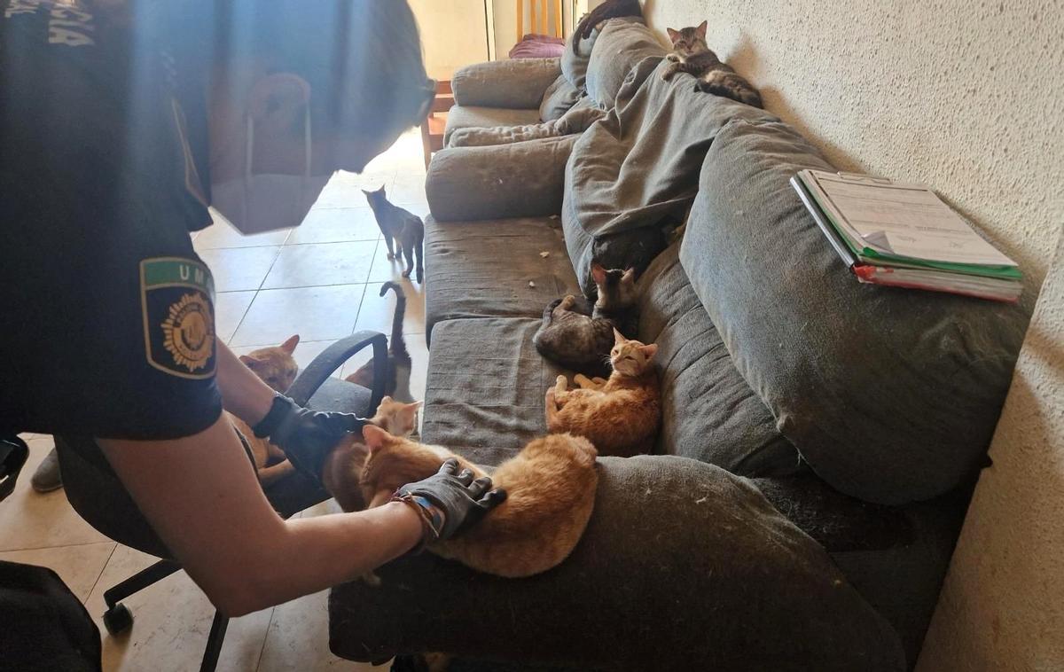 Una agente inspecciona los gatos