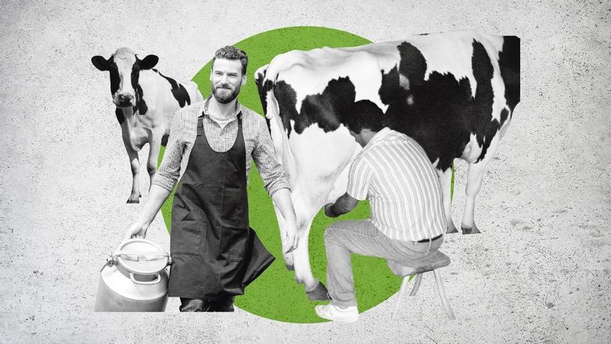 Unos 150.000 euros, lo que puede cobrar un productor de 1.000 litros diarios por el "cártel de la leche"