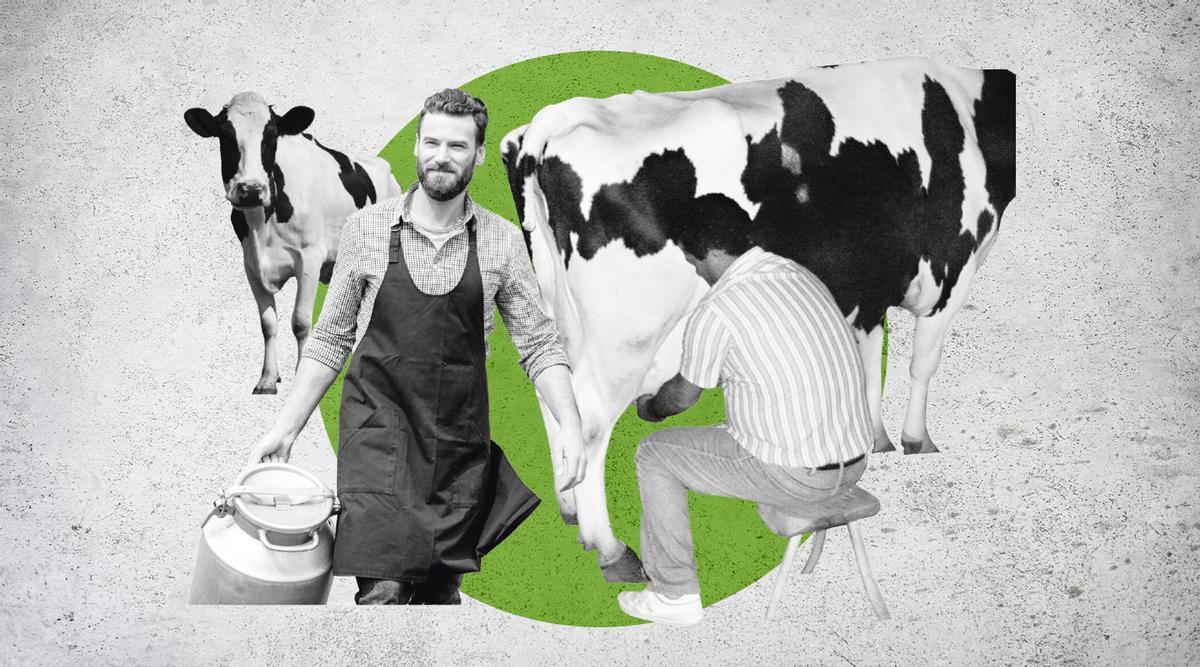 Unos 150.000 euros, lo que puede cobrar un productor de 1.000 litros diarios por el "cártel de la leche"