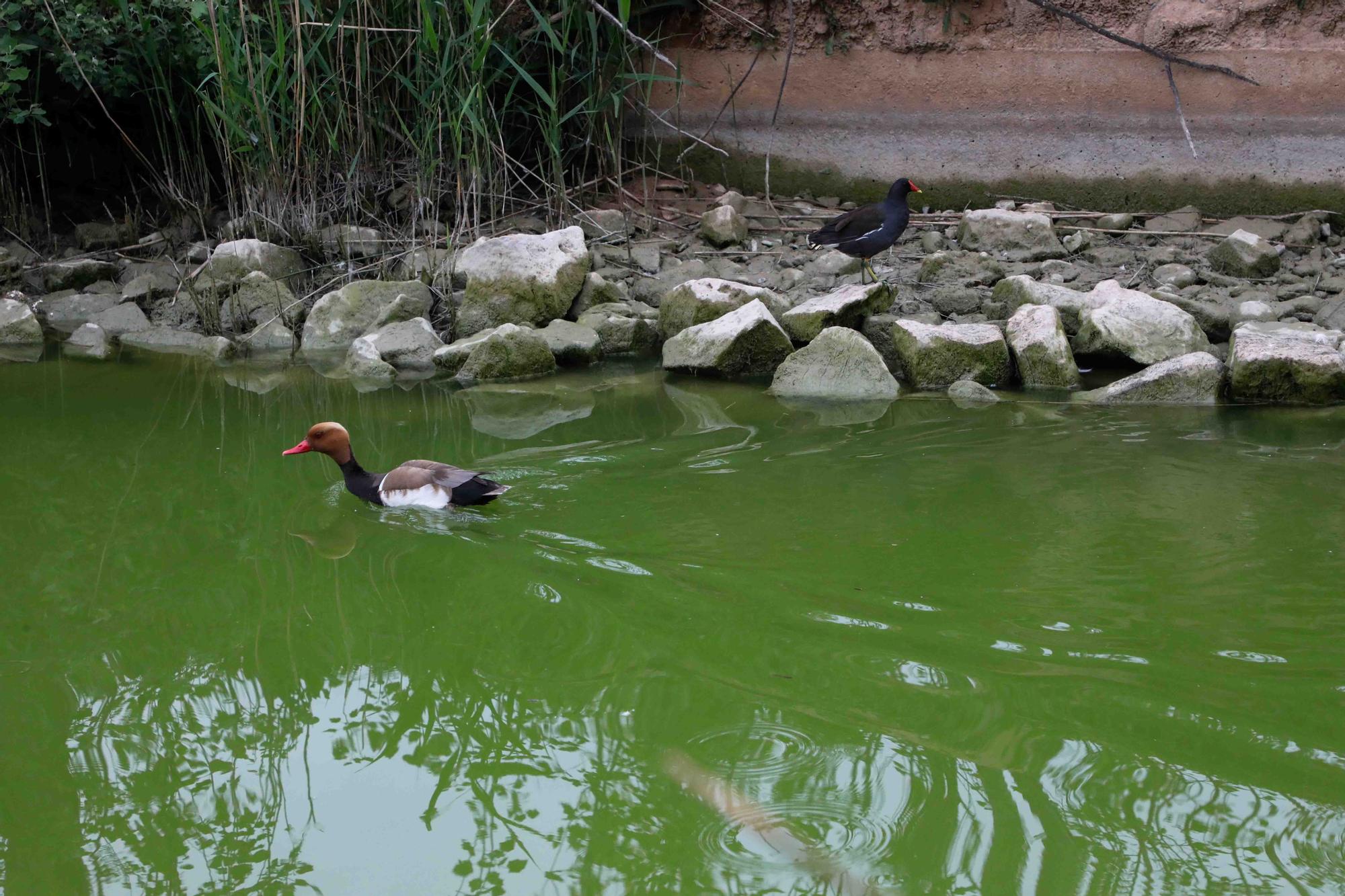 Agua teñida de verde en el Parque de Cabecera