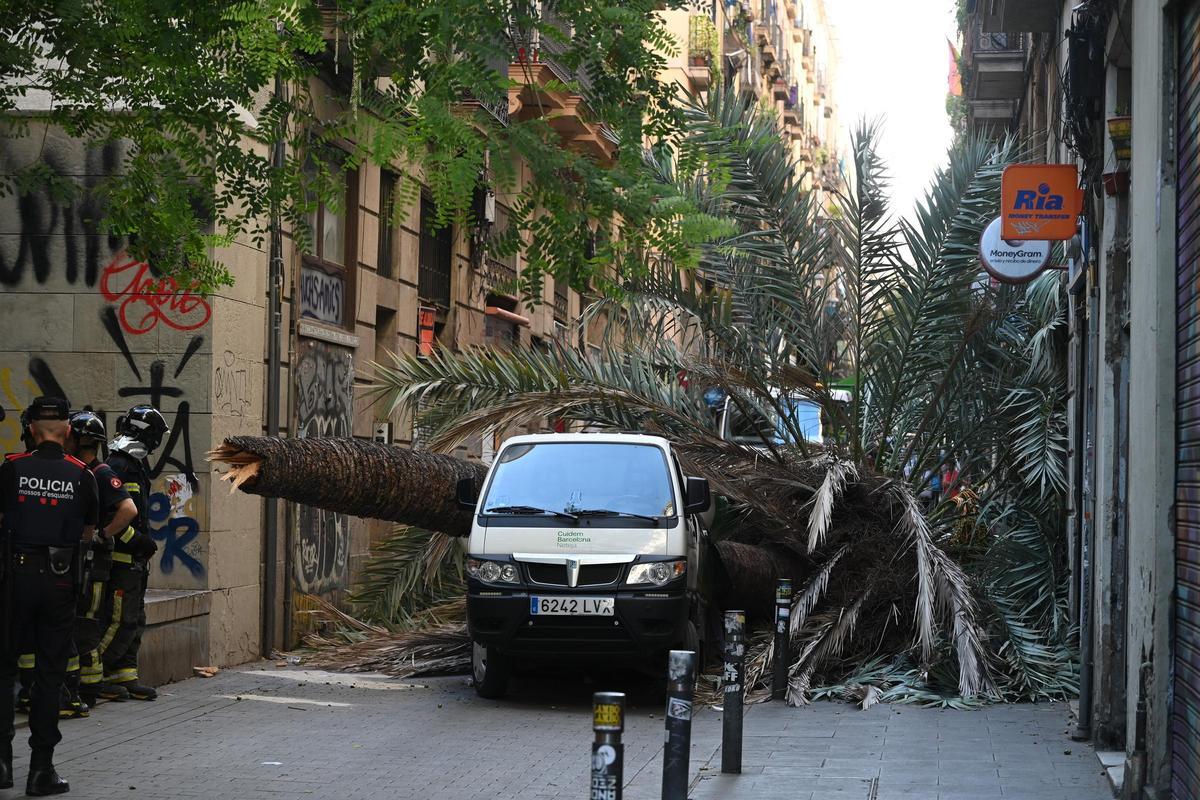 Muere una mujer al caerle encima una palmera en el Raval de Barcelona
