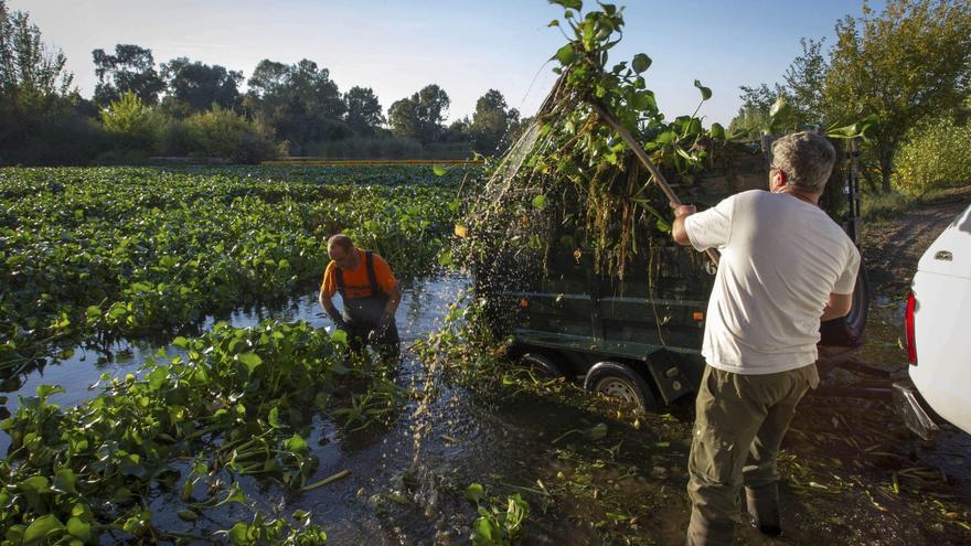 Las especies invasoras causan pérdidas económicas 16 veces superiores a las que se creía