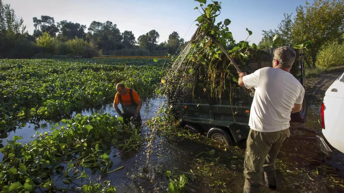 Las especies invasoras causan pérdidas económicas 16 veces superiores a las que se creía