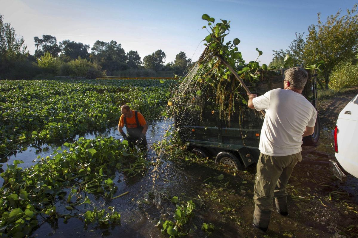 Retirada del camalote o jacinto de agua, especie invasora, en Andalucía