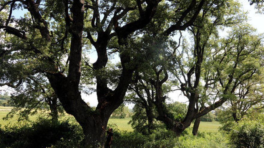 Dos roures centenaris i el naturalista David Guixé als peus d&#039;un dels arbres