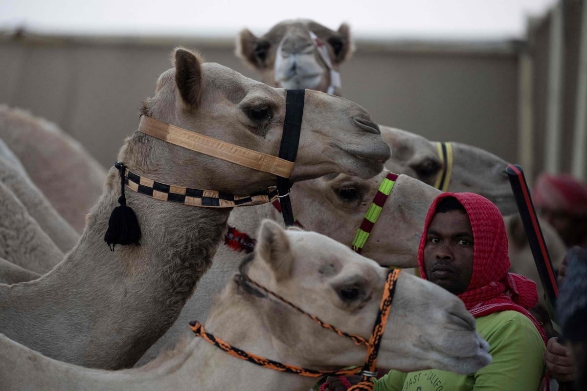 Carrera de camellos con jinetes-robot en Al Sheehaniya (Doha).