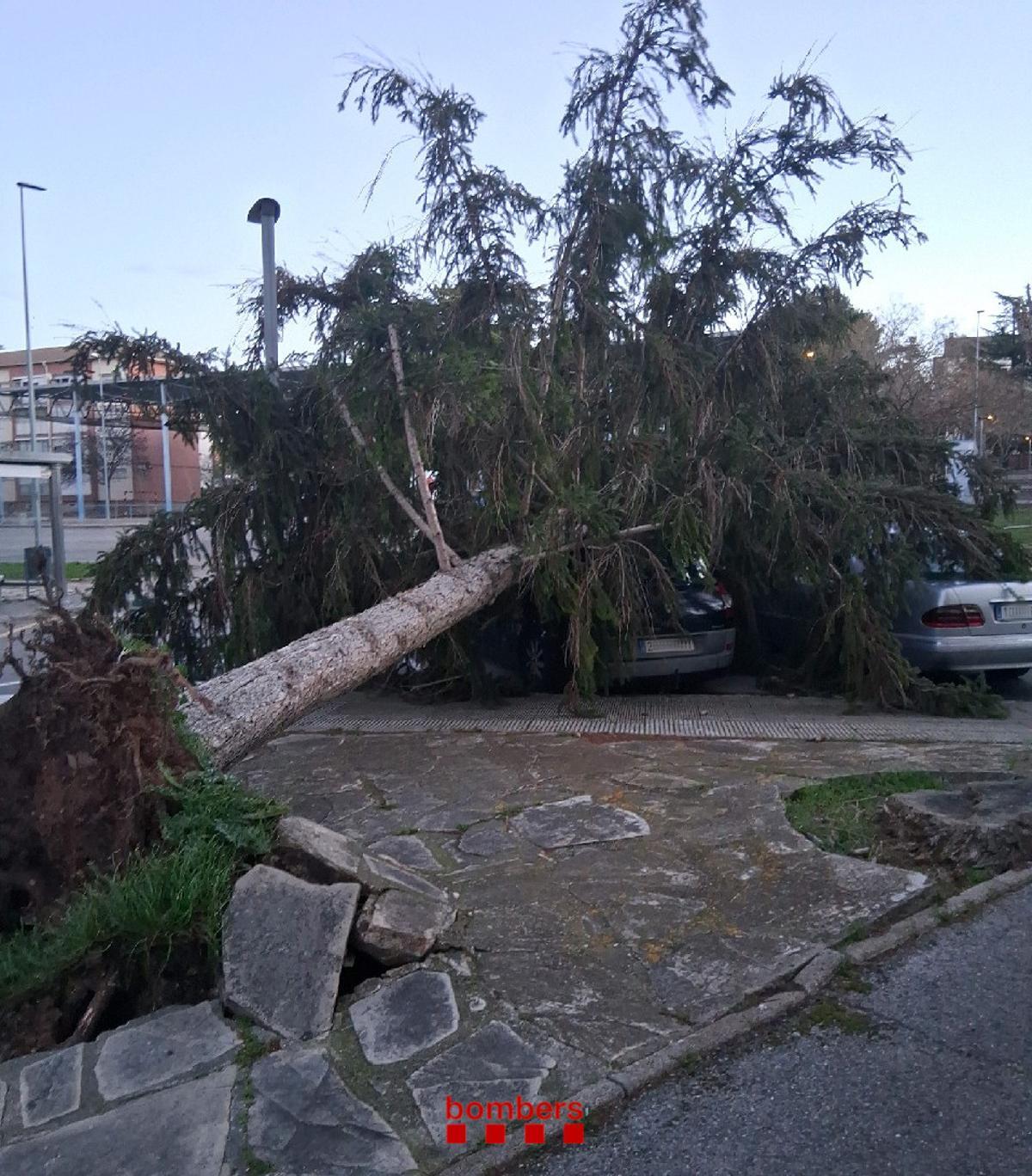 Arbre caigut sobre uns cotxes al Xup