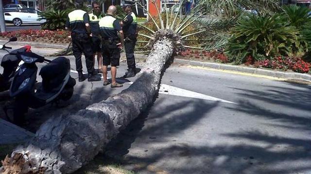 Palmera va