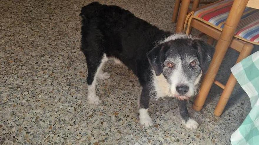 Dino, el perro mayor de Combarro que busca hogar porque su dueño va a ser ingresado y ya no podrá hacerse cargo de él