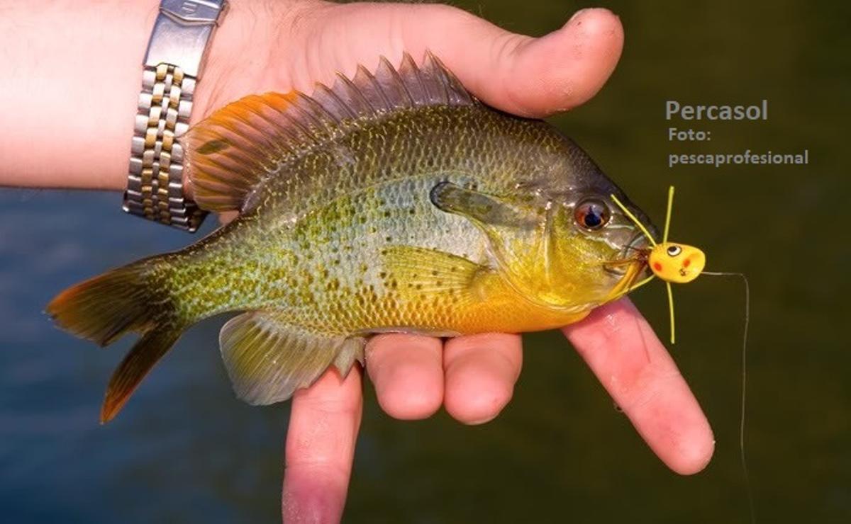 El río Guadalquivir ya tiene más peces exóticos que autóctonos