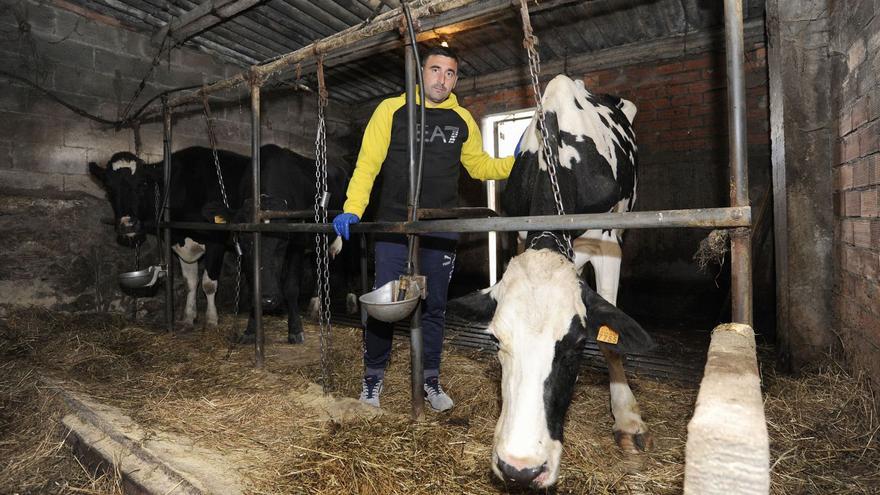 Relacionan la enfermedad de vacas de Silleda y Vila de Cruces con la hemorragia epizoótica