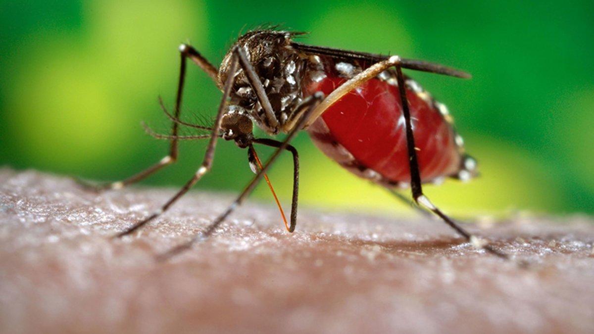 Los mosquitos suponen un riesgo de contagio de enfermedades