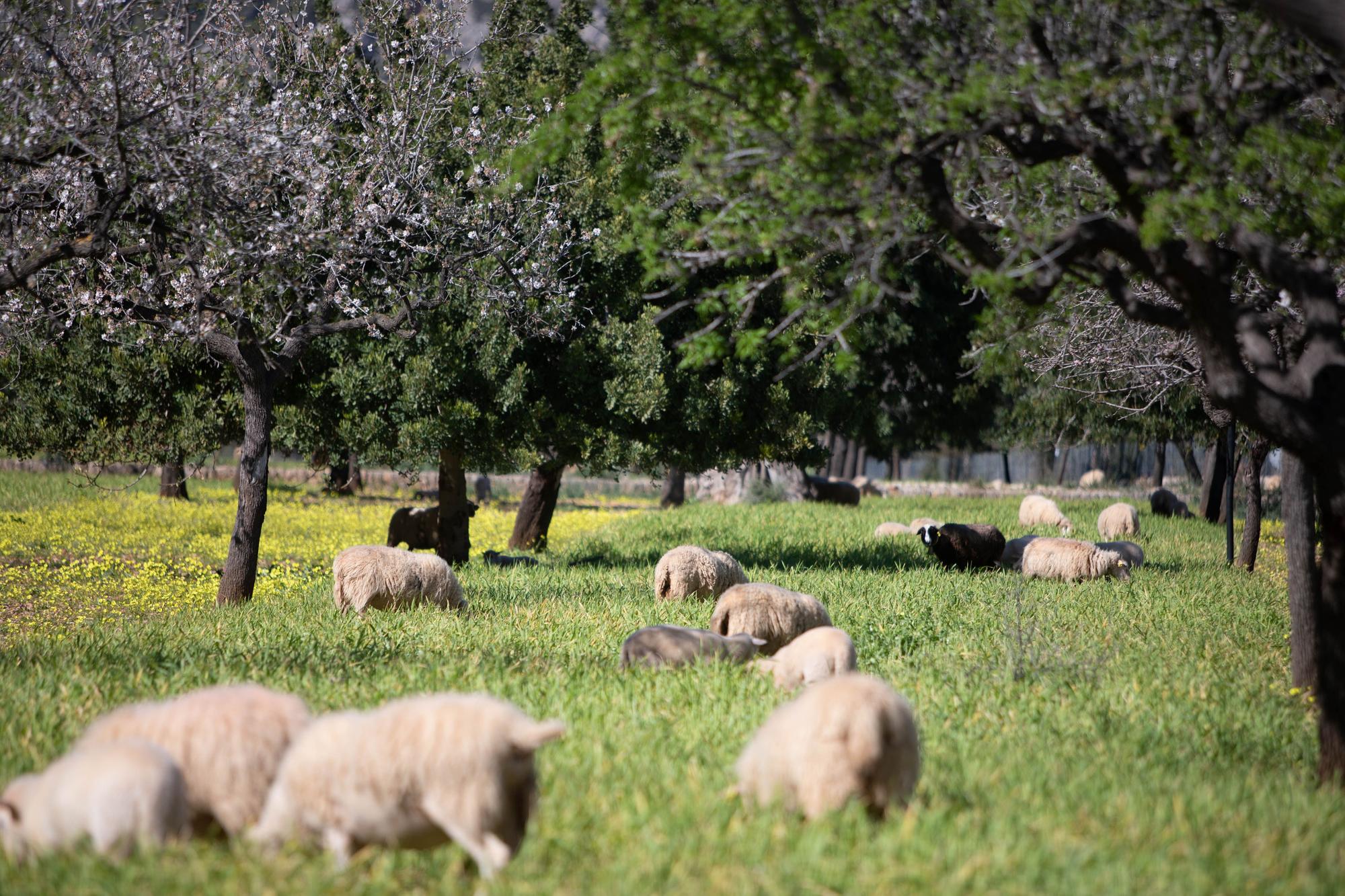 Agricultura en la Serra de Tramuntana: «En Mallorca, la ecoregión debe aspirar a englobar toda la isla»