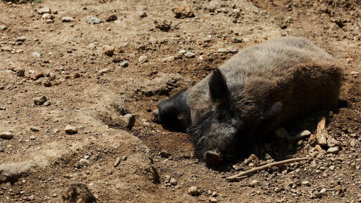 Tristemente, la mayoría de los animales encontrados, como este jabalí, están sin vida. | INFORMACIÓN