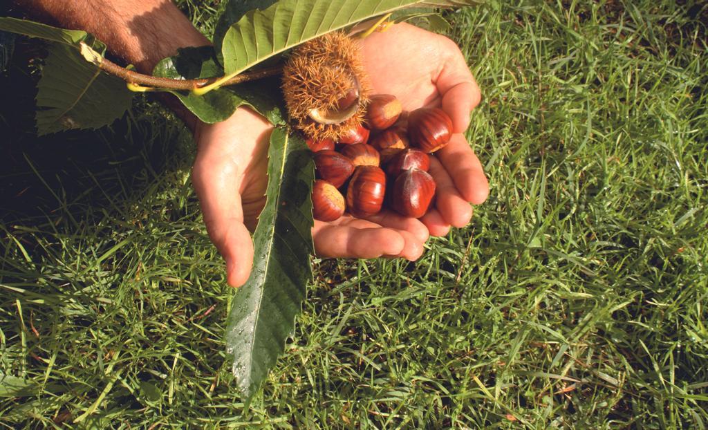 Castañas de la Alpujarra.
