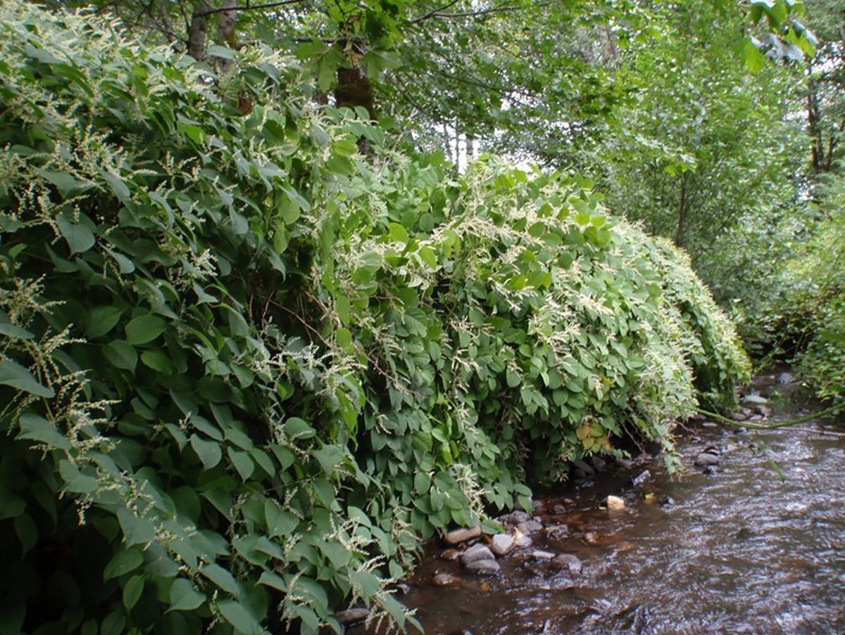 Descubiertas las claves del éxito de las plantas invasoras en Europa