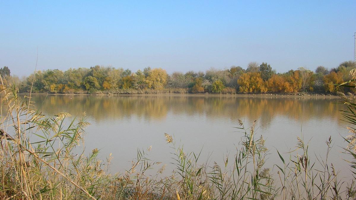 Científicos localizarán siluros en el bajo Guadalquivir