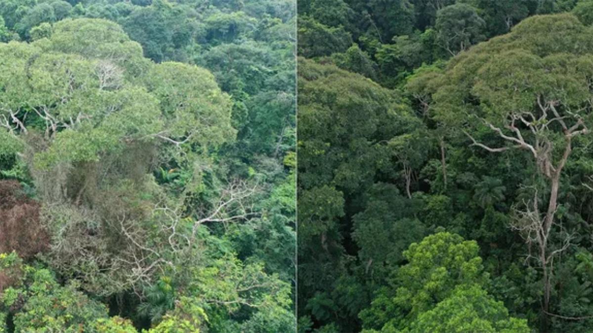 Un árbol Dipteryx oleifera justo después de ser alcanzado por un rayo en 2019 (izquierda). En la imagen de la derecha se ve el mismo árbol dos años después, que sobrevivió con un daño mínimo y se benefició cuando sus parásitos y vecinos competidores fueran removidos por la tormenta.