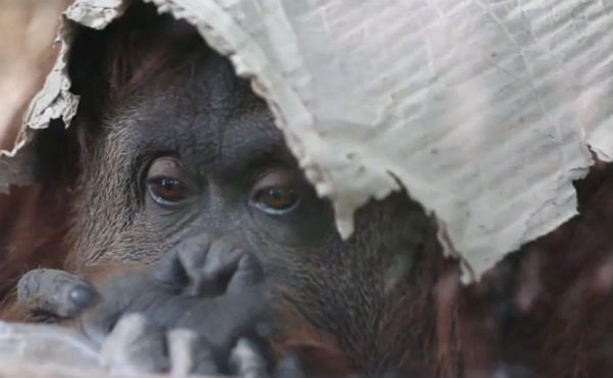 Sandra, la orangután que lleva desde 1994 recluida en un zoológico de Argentina.