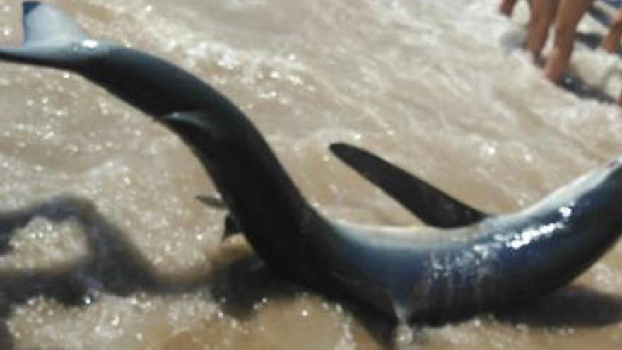 La Cruz Roja rescata a un tiburón varado en la playa de Bolnuevo