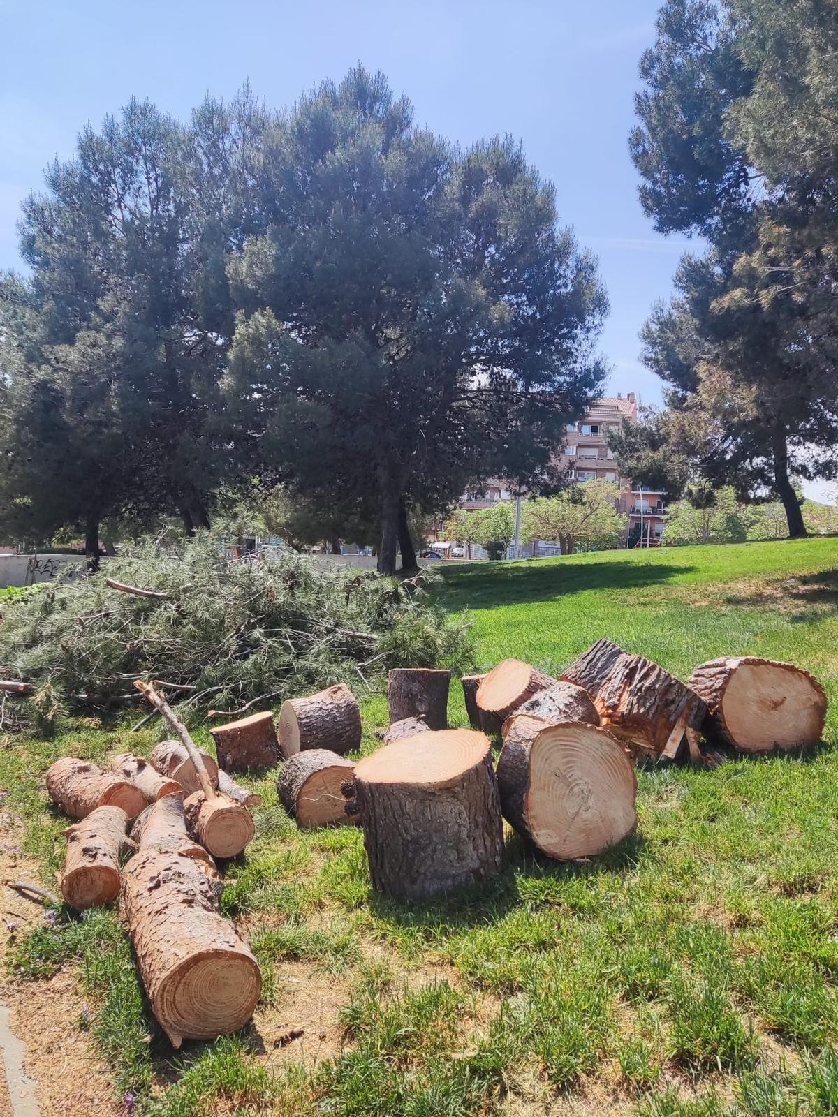 Les restes de l'arbre tallat amb motoserra al parc de la Font del Gat