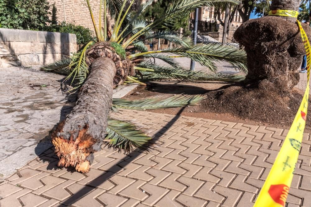 Una mujer fallece en Mallorca al caerle encima una palmera