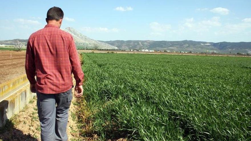 Un joven agricultor en una explotación de Málaga.