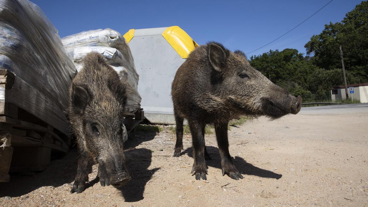 Un grupo de jabalís buscan comida cerca de Les Planes.