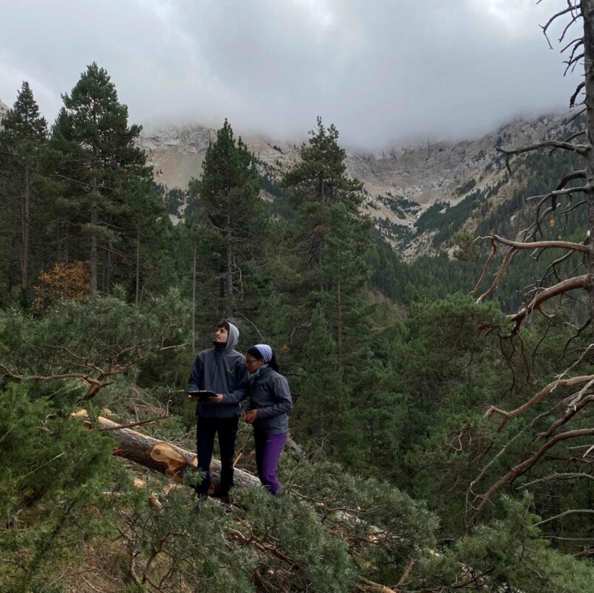 Dos treballadors forestals