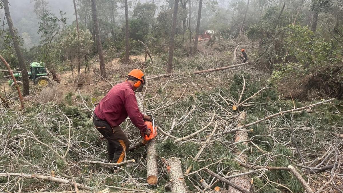 Un operario cortando madera