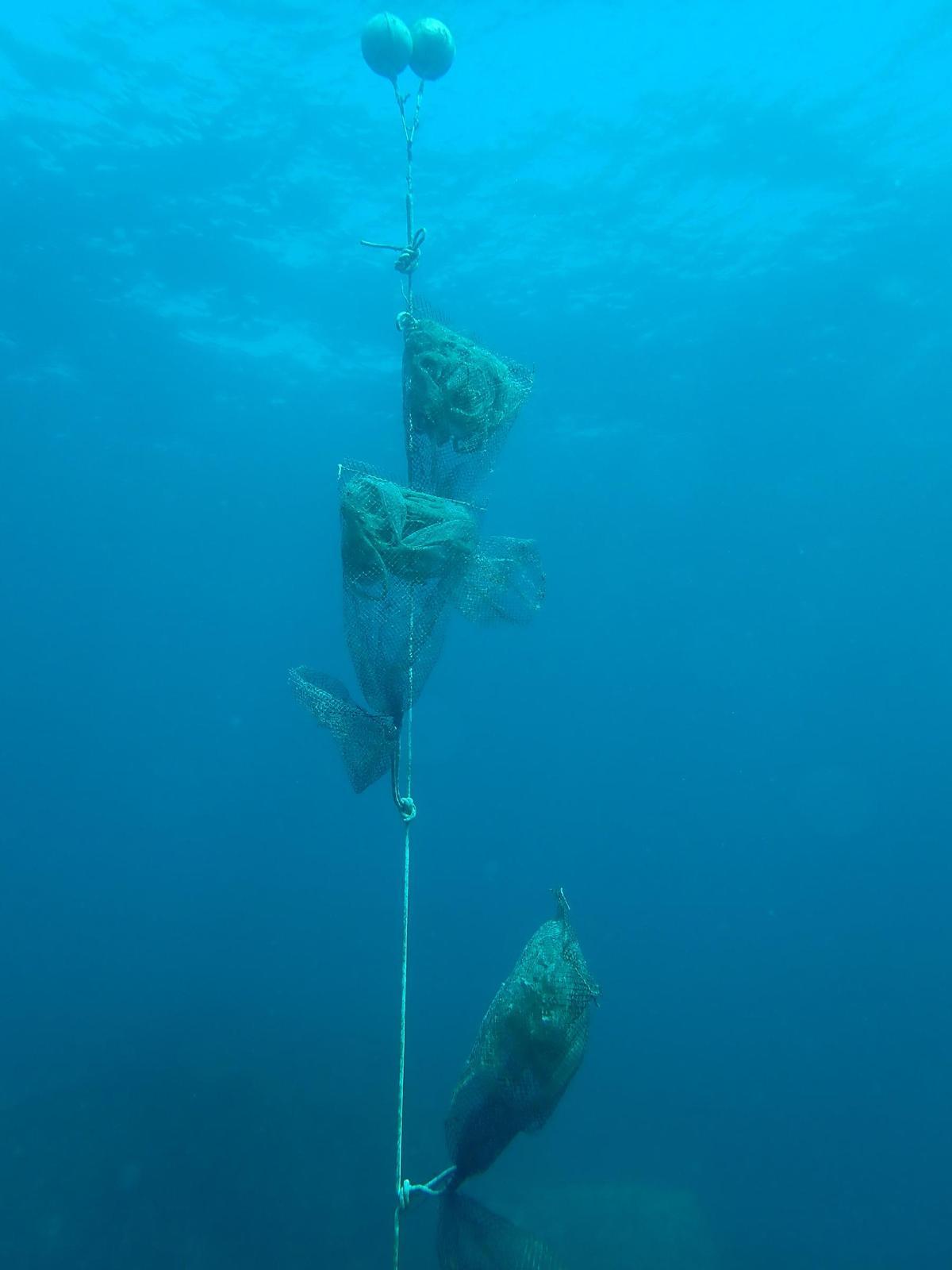 Uno de los recolectores instalados en la reserva marina de Tabarca hace unos días por parte del Instituto de Ecología Litoral