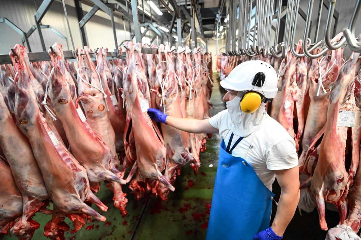Un operario del matadero de Orihuela junto a piezas de cordero.