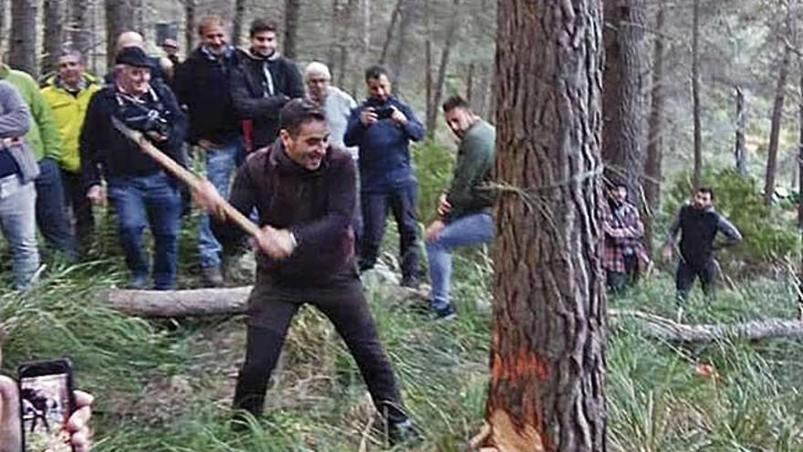 Pollença tala el Pi de Sant Antoni en Ternelles