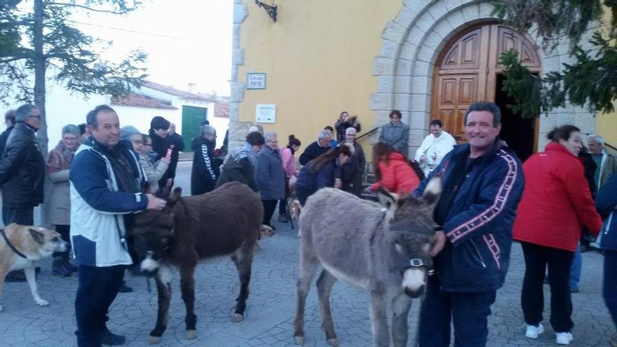 Los vecinos de Benagéber reciben a los dos burros adoptados por el municipio.