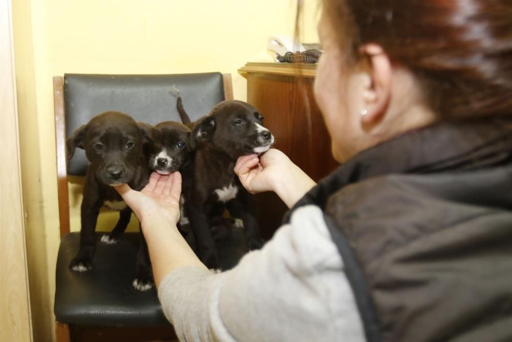 Perros del refugio de A Madroa // Alba Villar