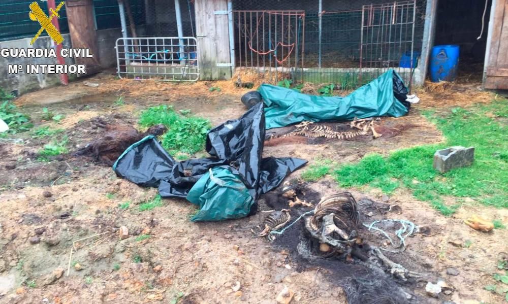 El Servicio de la Protección a la Naturaleza de la Guardia Civil halló en una parcela de la parroquia de Xubial, en el municipio de Melide, otros 30 equinos en un estado de desnutrición importante.